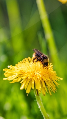 The Dance of the Bumblebee