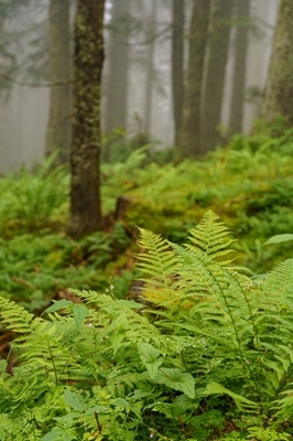 wet fern in the forest