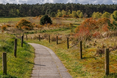 hiking path in the heath