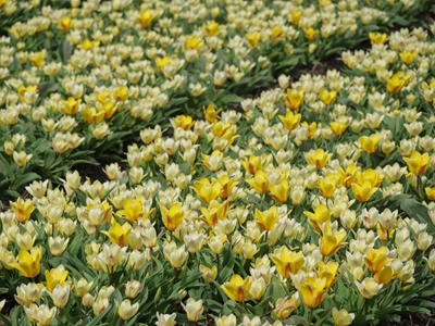 Bílo - žluté tulipánové pole