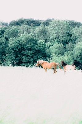 Horses at the edge of a forest