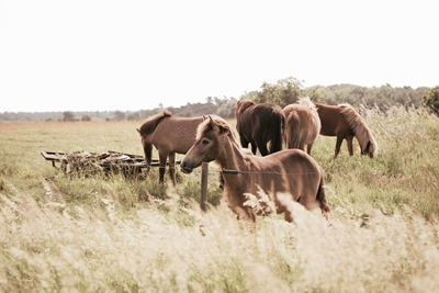 Grazende paarden in Österlen