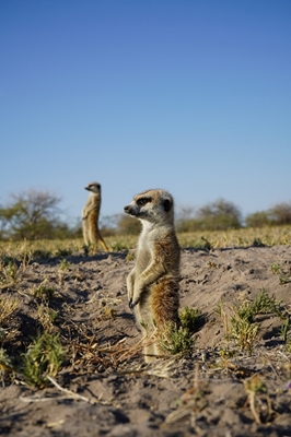 Alert Meerkats