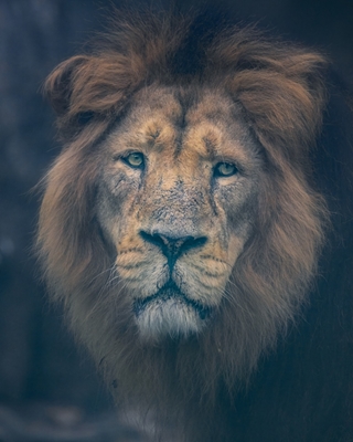 Løvernes konge