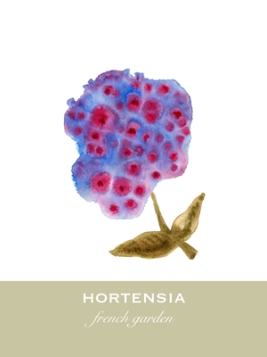 Hortensja