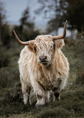 A hairy cow