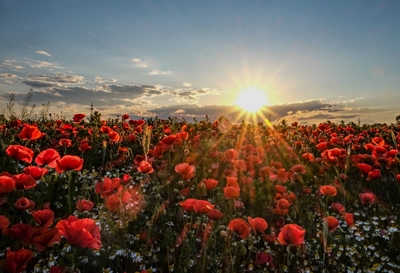 poppies and evening sun