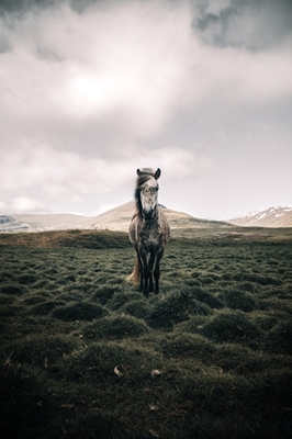 Caballo islandés