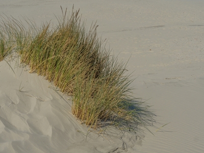 Hierba de dunas en la playa