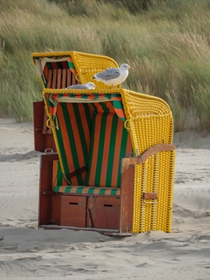Meeuwen op een strandstoel