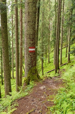 Sentiero escursionistico nel bosco