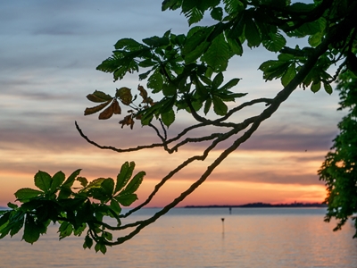 Tree at a lake at sundown