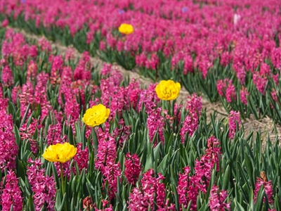 tulipani gialli in un mare di fiori