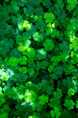 Green clover of the forest