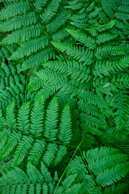 Forest of ferns