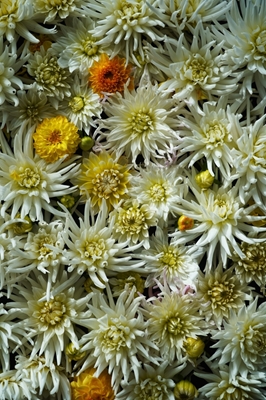 Dahlias blancs. Mur de fleurs.