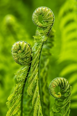 The fern