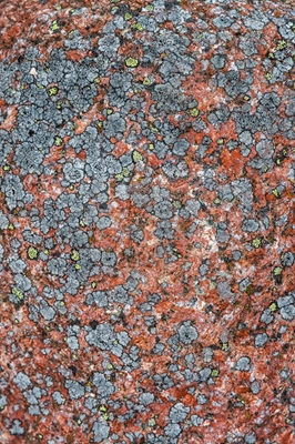 Lichens on a stone