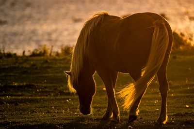 Caballo