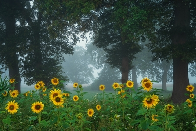 Sunflowers and trees