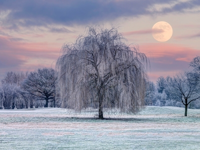 Baum mit Frost bedeckt