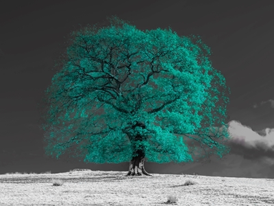 Modrozelený strom