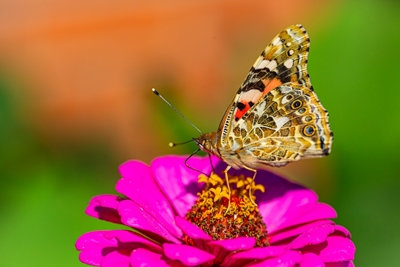 Thistle butterfly