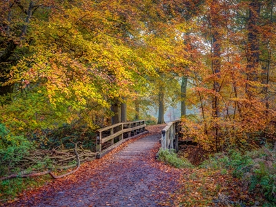 Brücke zum Herbst