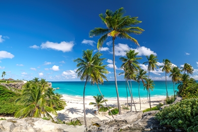 Palm kantad strand