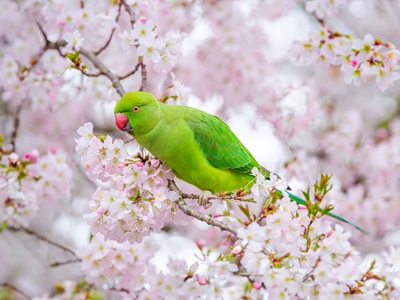 Uccello in fiore