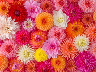 Floraison florale