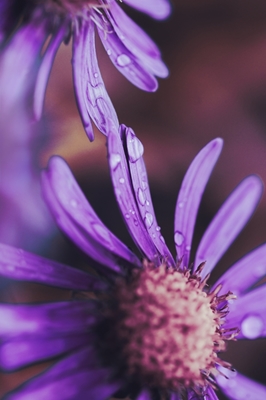 Purple Daisy with rain drops