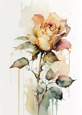 Hvit rose