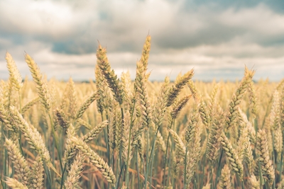 Pšeničná pole