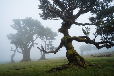 Královna lesa, Madeira
