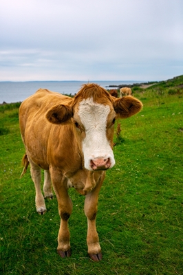 Vache dans une réserve naturelle