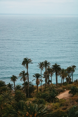 Palmbomen aan de oceaan