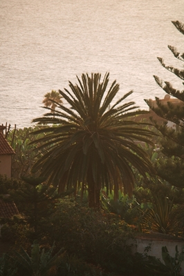 Solnedgang palme tre