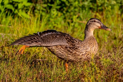 Female Mallard