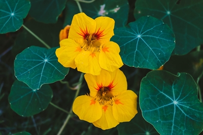 Garden Nasturtium