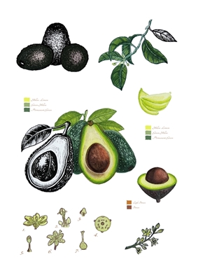 Botanische Avocado