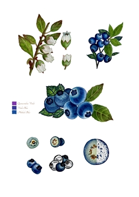Botaniska blåbär