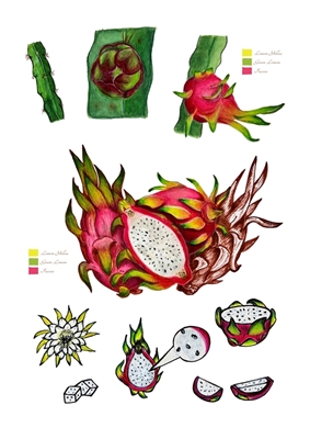 Botanical Dragon Fruit