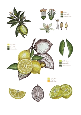 Limón botánico
