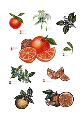 Botanische Orangenfrucht
