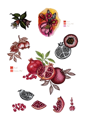 Botanical Pomegranate