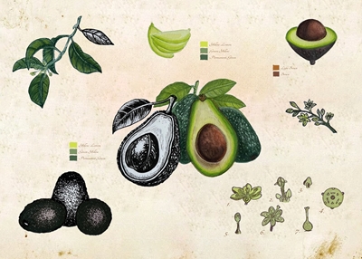 Vintage Botanical Avocado