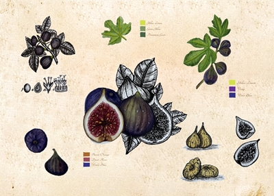 Figo botânico vintage