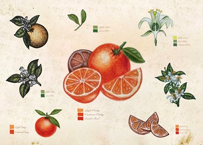 Fruta laranja botânica vintage