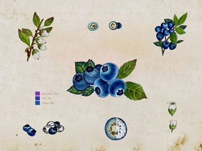 Vintage botaniska blåbär